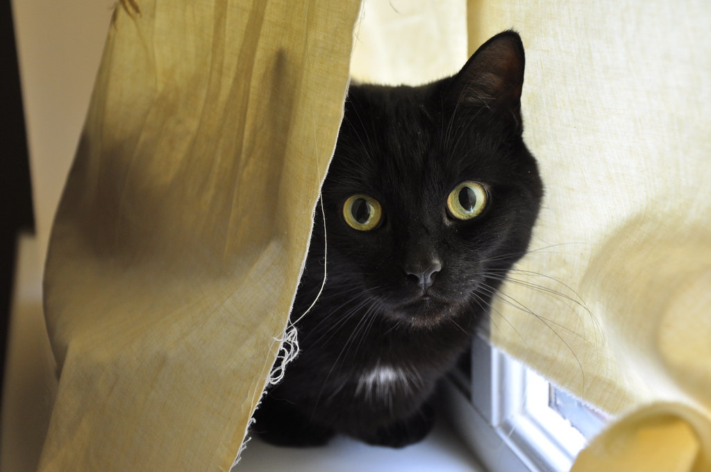 The Hidden Observer: Cats Who Watch from Behind Curtains (Image Credits: Flickr)
