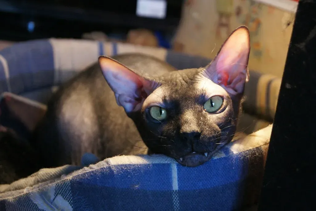 They're Emotionally Needy Beyond Belief (Image Credits: Flickr)