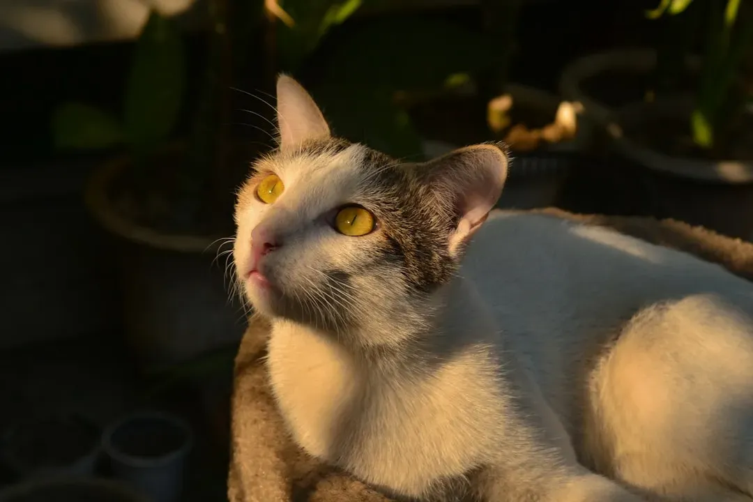 What You Should Actually Do When Your Cat Stares at Nothing (Image Credits: Unsplash)