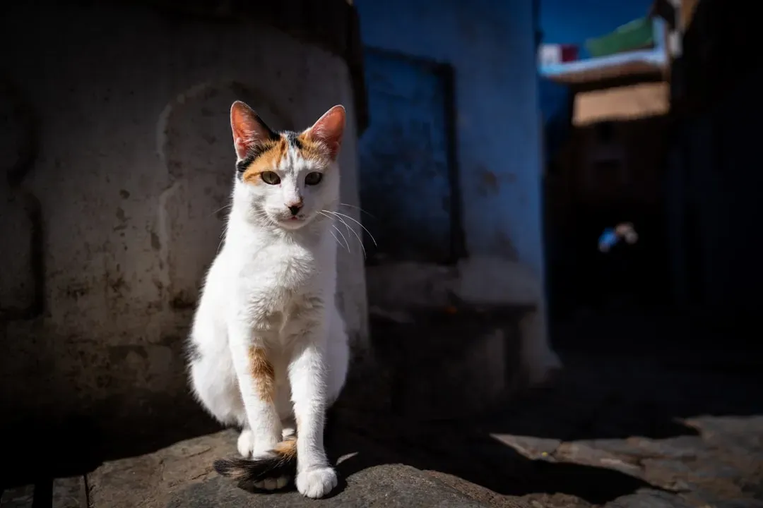 Body Posture: The Full Sentence Your Cat Is Speaking (Image Credits: Unsplash)