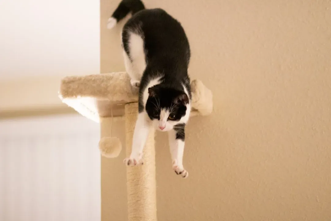 Myth 7: Cats Always Land on Their Feet (Image Credits: Unsplash)