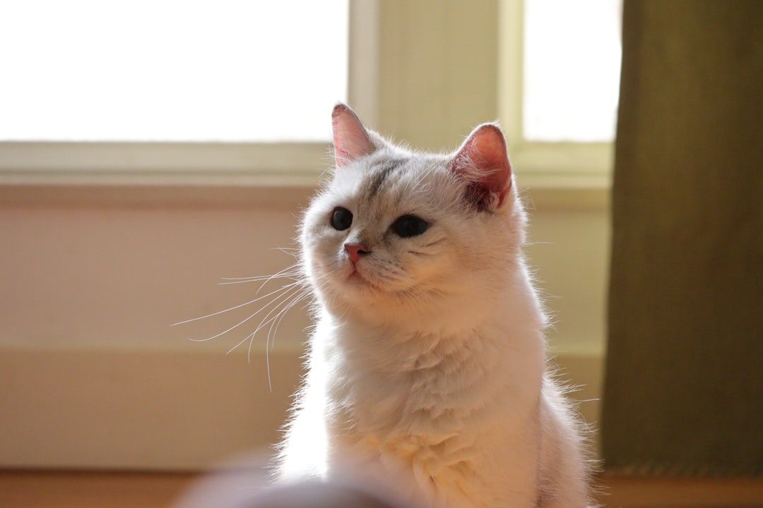 20. Living Rent-Free (Image Credits: Unsplash)