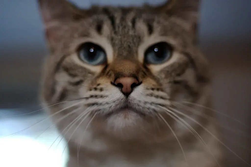 Staring at "Nothing": Your Cat Can See What You Can't (TerryJohnston, Flickr, CC BY 2.0)