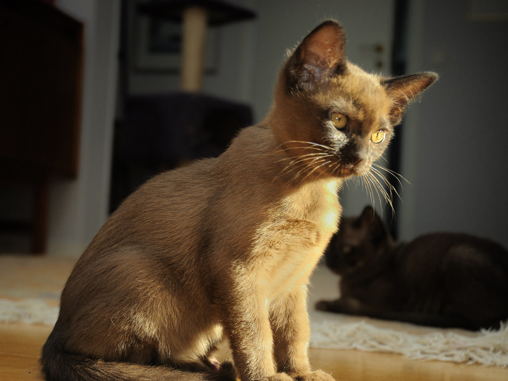 Burmese: Compact Heat Magnets (Image Credits: Flickr)