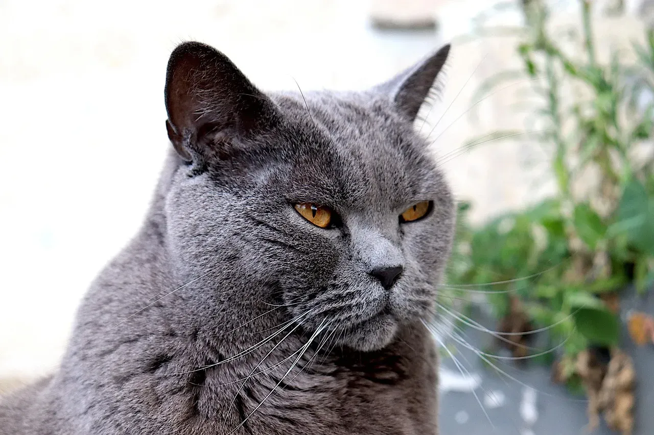 The Chartreux: Your Calm French Philosopher (Image Credits: Pixabay)