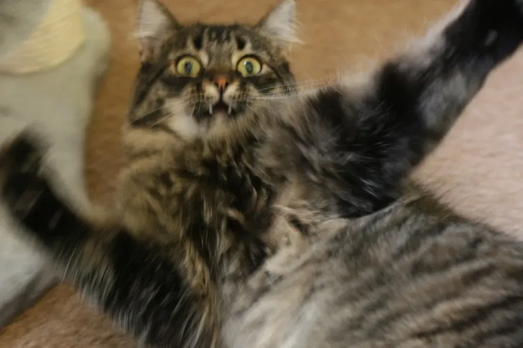 #1 The Classic Case of Zoomies (asinensis, Flickr, CC BY 2.0)