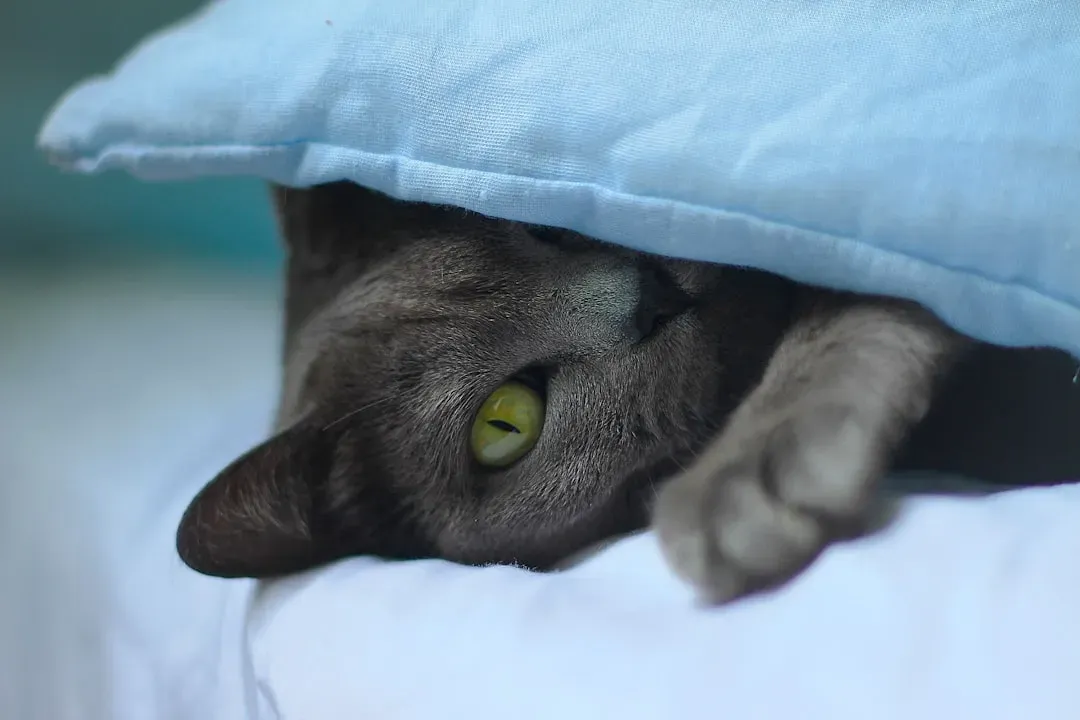 Pisces: The Gentle Russian Blue Completes You (Image Credits: Unsplash)