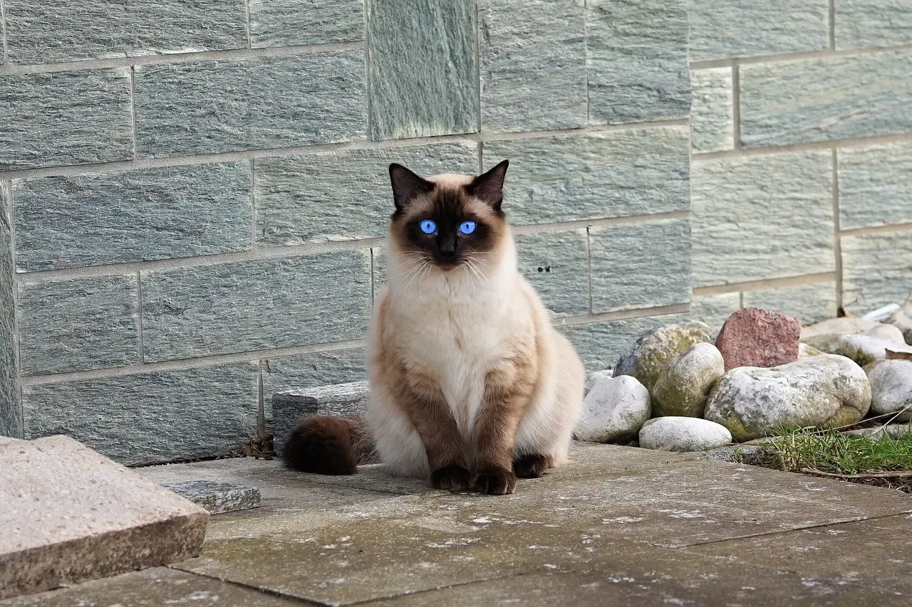 3. Siamese: The Talker Who Demands to Be Heard (Image Credits: Pixabay)