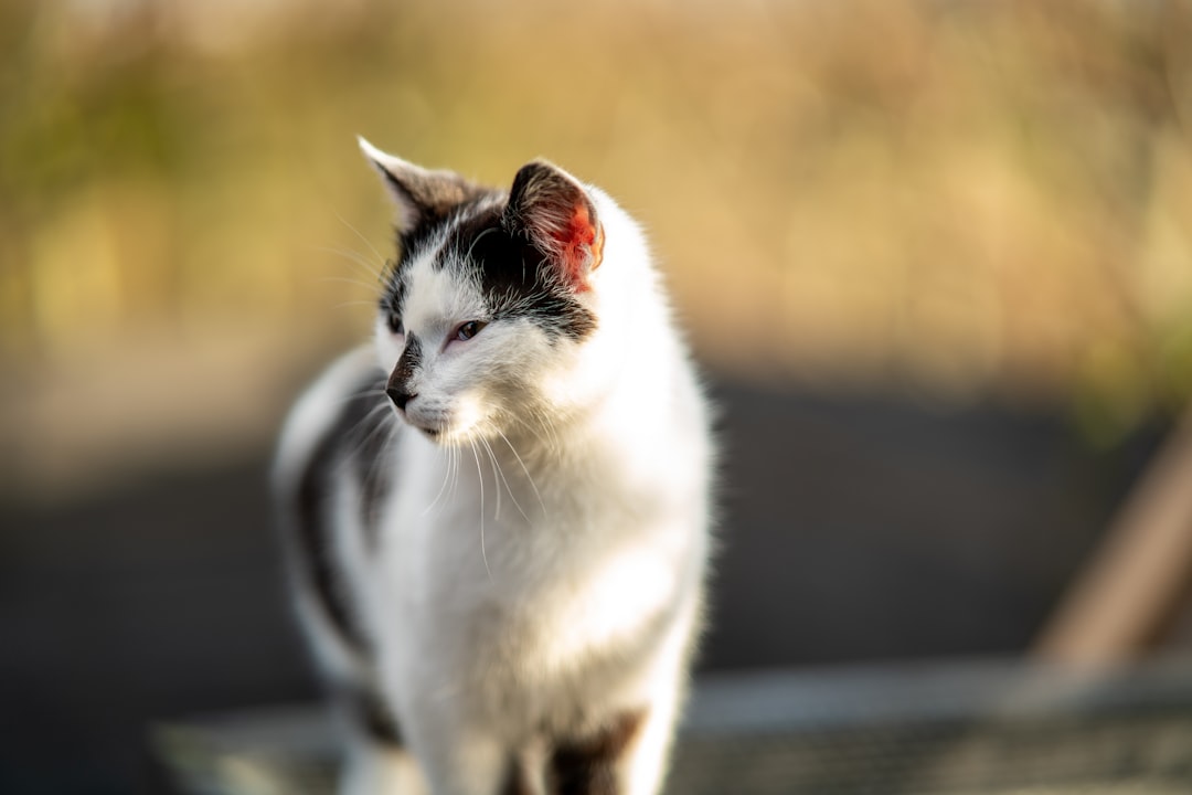 Pepper (Image Credits: Unsplash)