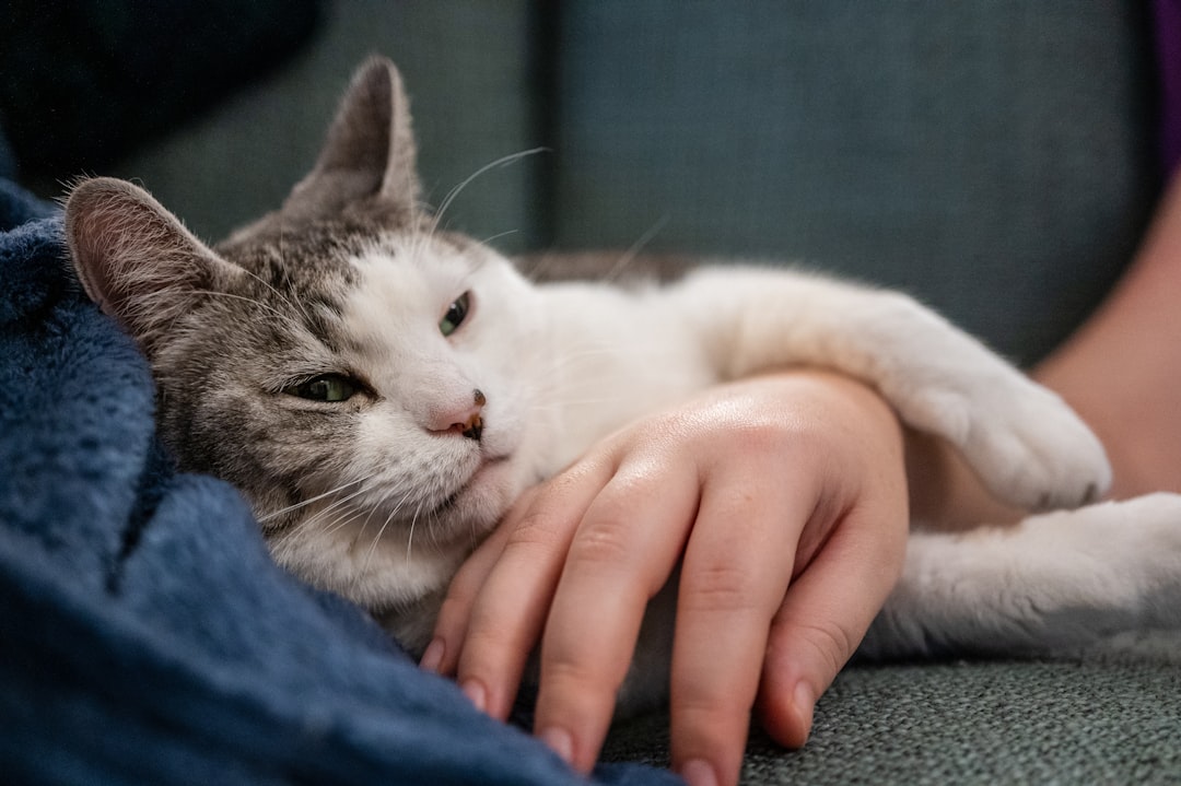 The Moral Stress on Veterinary Professionals (Image Credits: Unsplash)