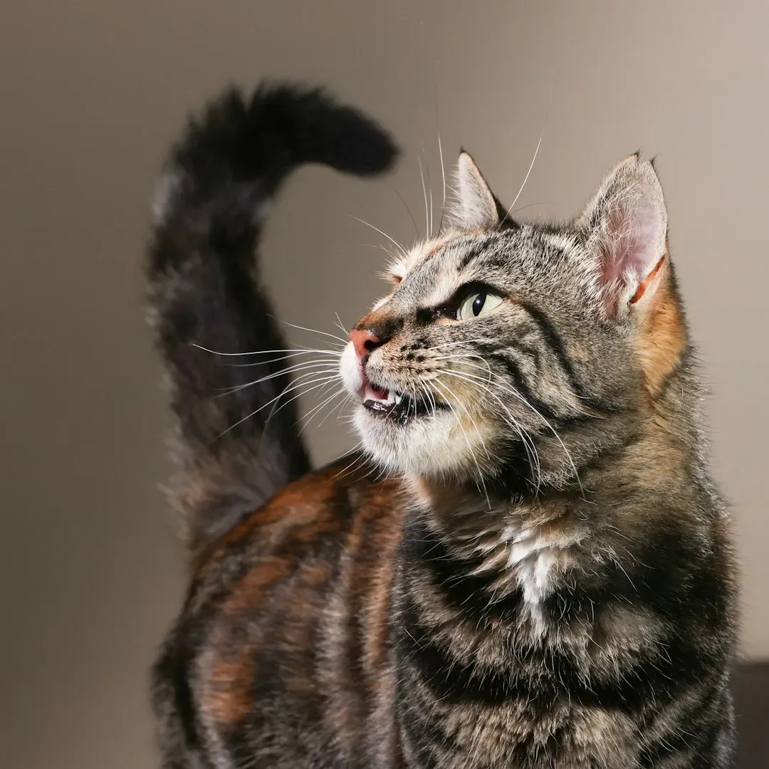 Reading the Whole Picture: Eyes, Ears, and Tail Together (Image Credits: Unsplash)