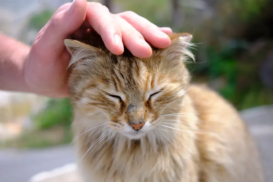 How to Respond So Your Cat Feels Even Safer (Image Credits: Unsplash)