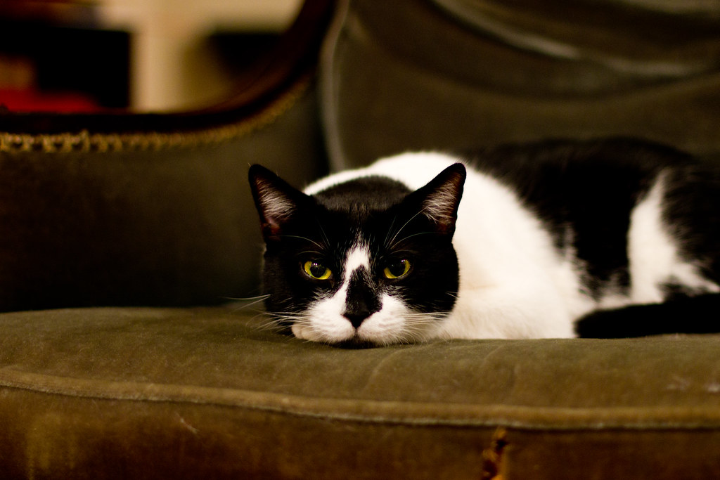 They Stare at You Intensely (Image Credits: Flickr)