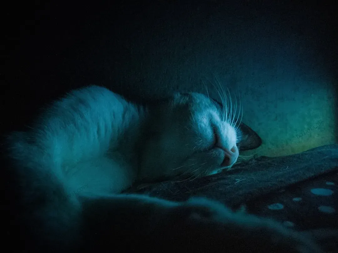 7. Your Cat Stays “On Duty” Even While Apparently Asleep (Image Credits: Unsplash)