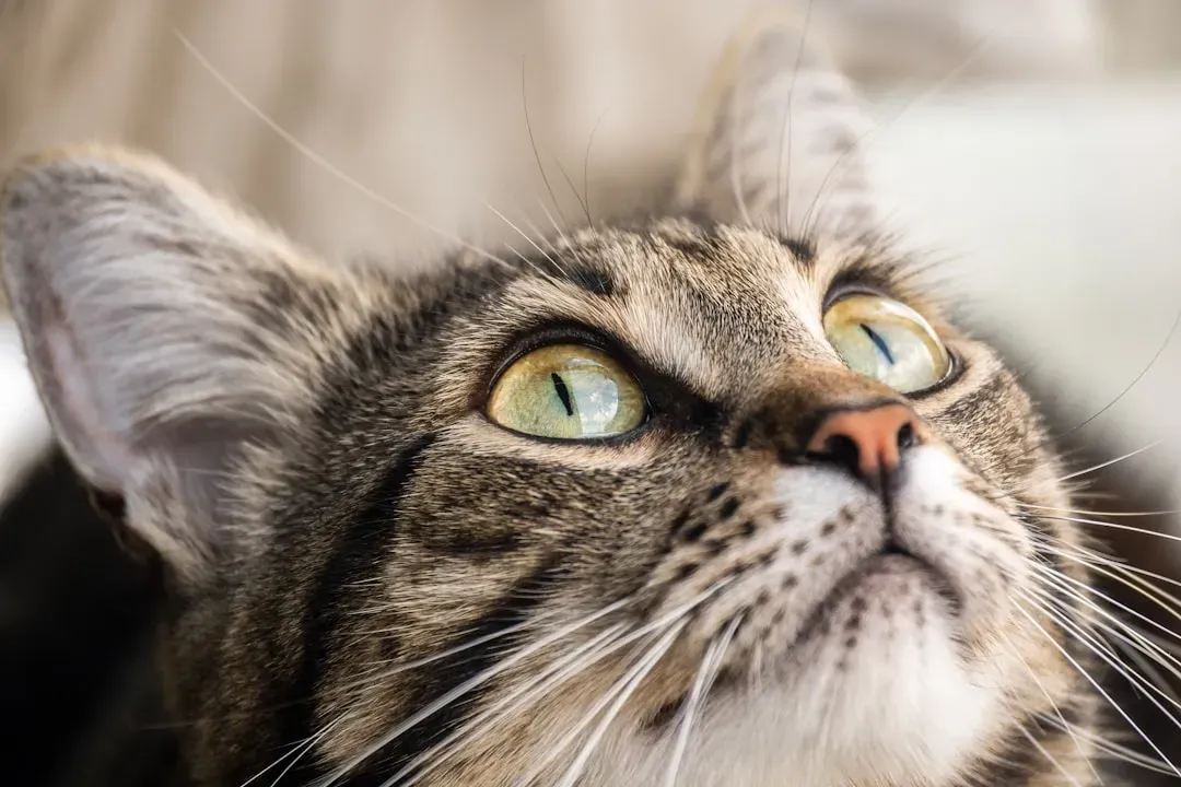 Cats Have Nearly 300 Facial Expressions, Yet Humans Struggle to Read Them (Image Credits: Unsplash)
