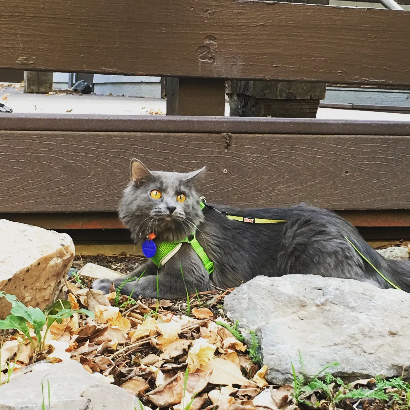 #18 - Nebelung (By Aehlert95, CC BY-SA 4.0)