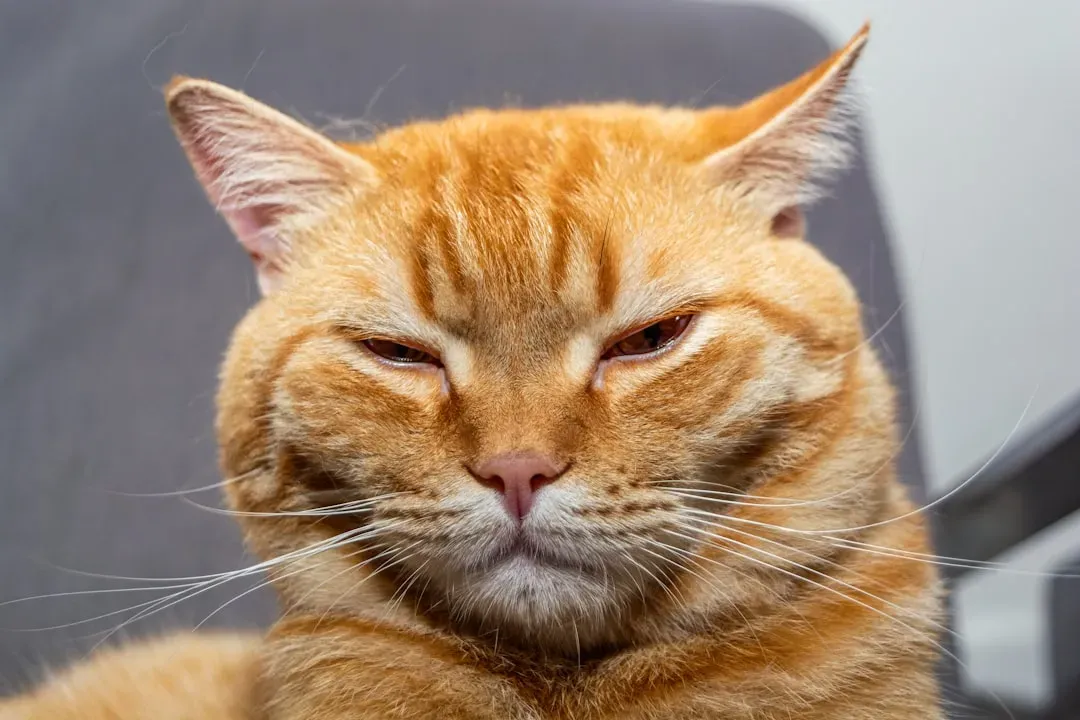 Conclusion: There's a Whole Conversation Happening in That Purr (Image Credits: Unsplash)