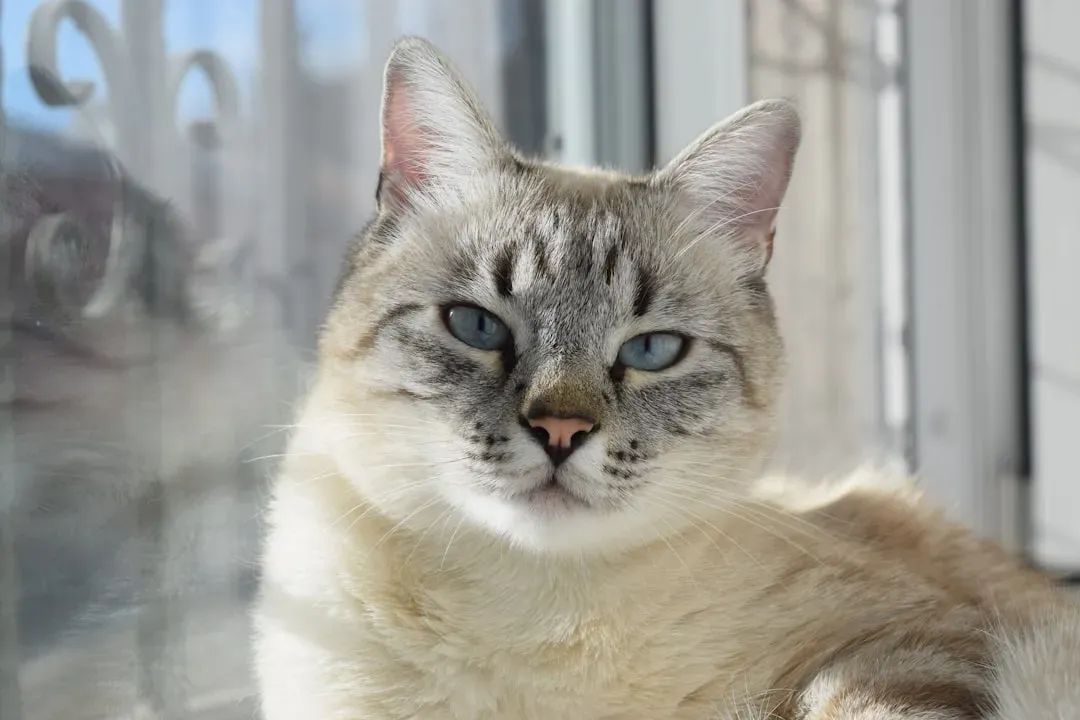 7. Following You Room to Room - You're Their Favorite Person (Image Credits: Unsplash)