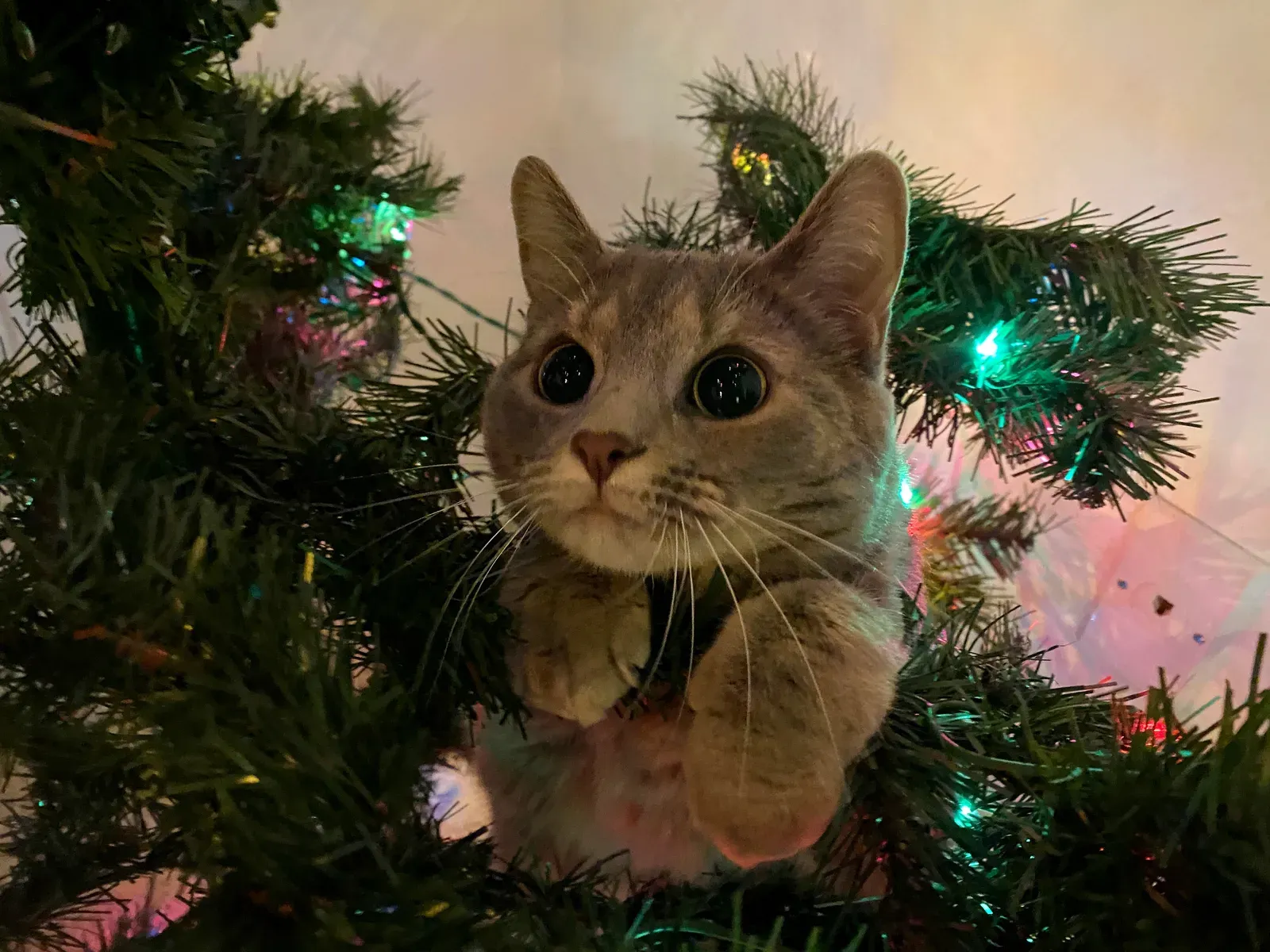 The Real vs Artificial Tree Debate (Image Credits: Wikimedia)