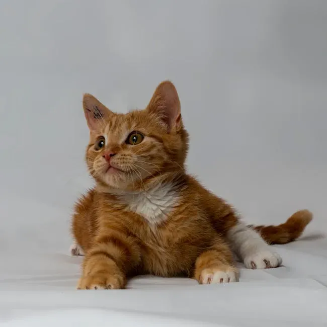 Real-Life Stories of Cats Who Saved Their Owners (Image Credits: Pexels)