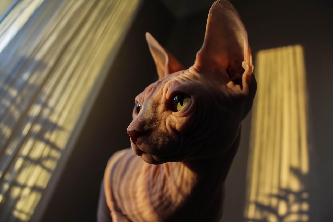 Living with a Sphynx: What to Expect (Image Credits: Pixabay)