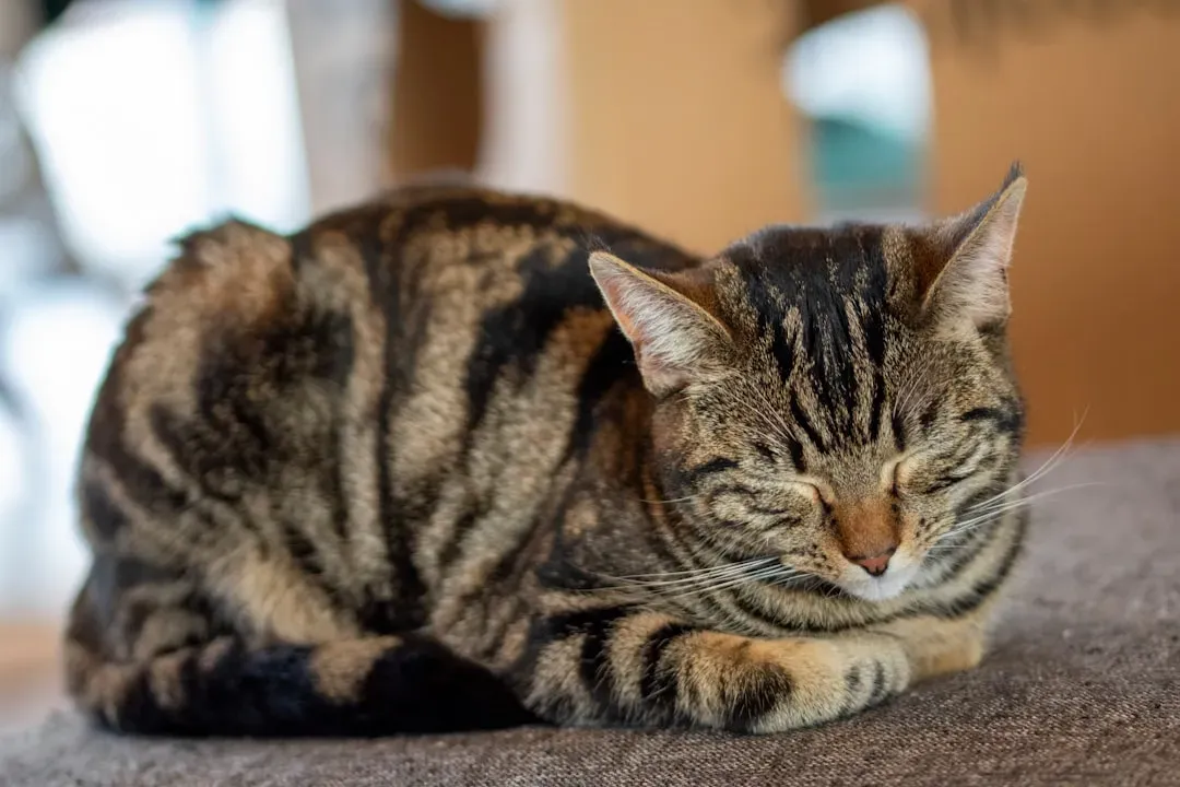 3. The Sudden “Cat Loaf” With Tucked Paws (Image Credits: Unsplash)