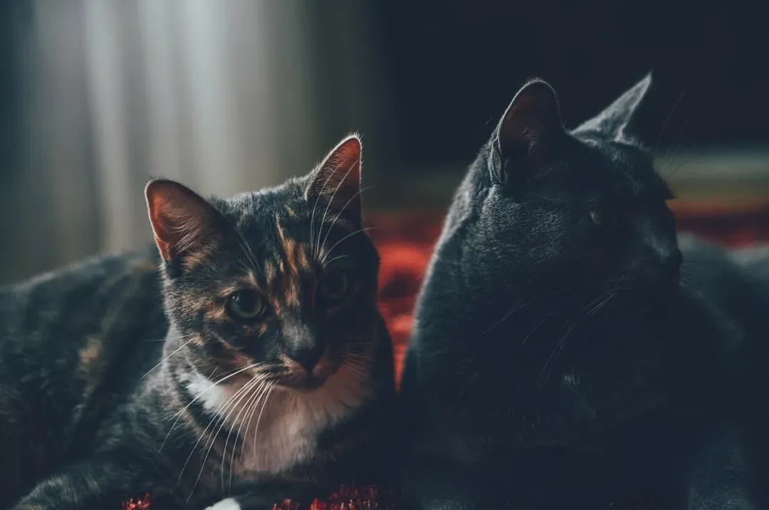 Slow Blinks Between Cats: It's Not Just for Humans (Image Credits: Unsplash)
