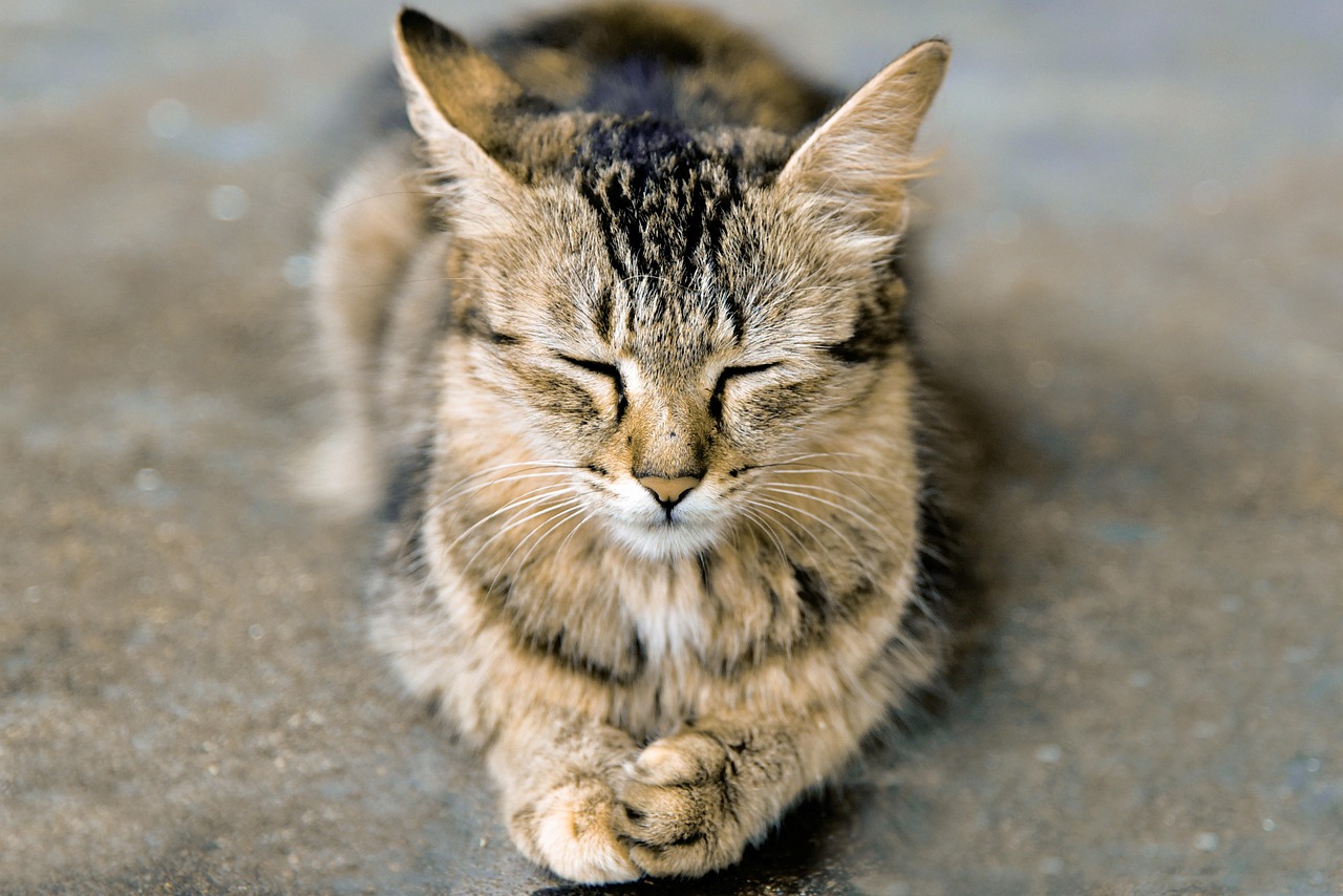 The Science Behind Feline Meditation Magnetism (Image Credits: Pixabay)