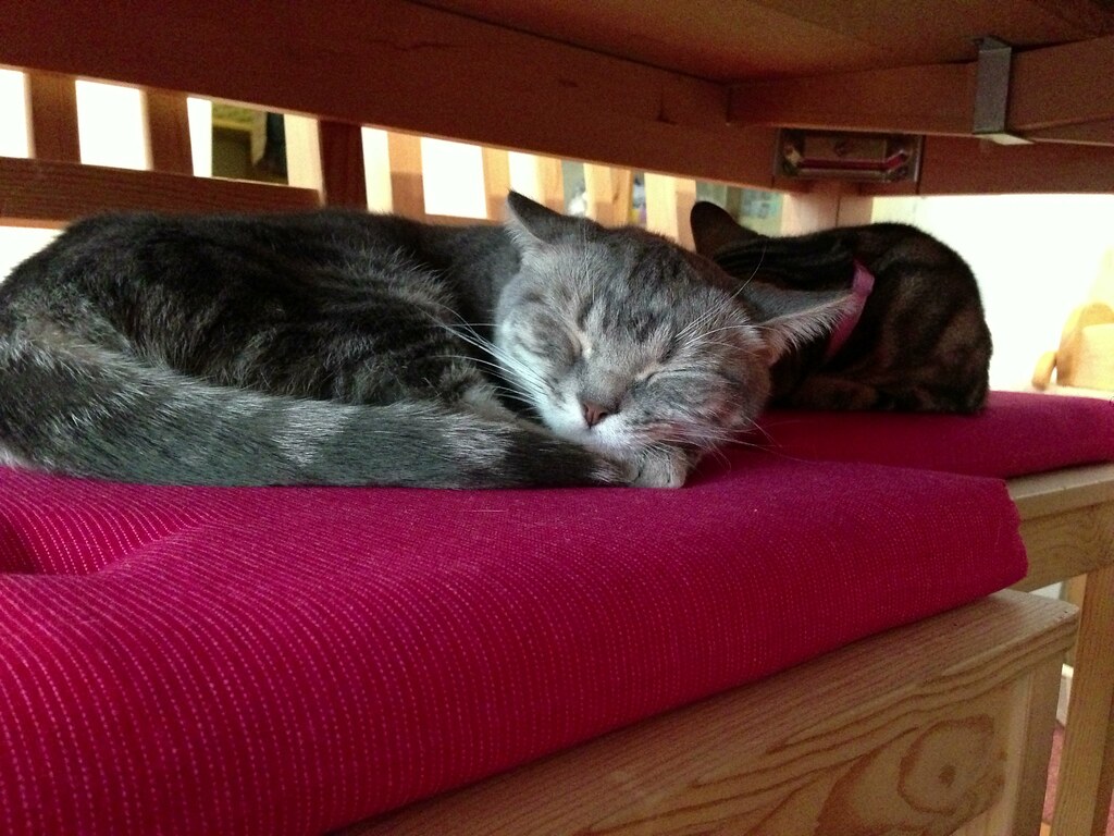 The Cozy Catfe - Arlington's Community Gem (Image Credits: Flickr)