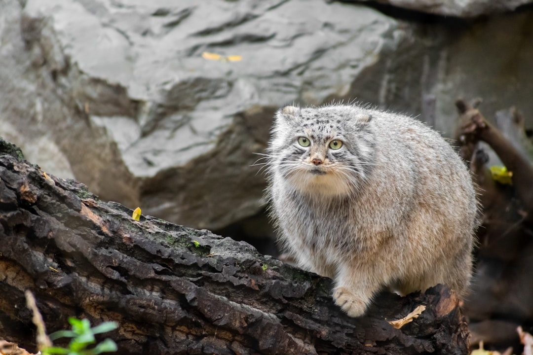 Cancer: The Pallas Cat (Image Credits: Unsplash)