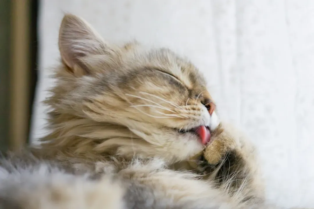 #8 - The Grooming Habit Nobody Else Is Allowed Near (Image Credits: Unsplash)
