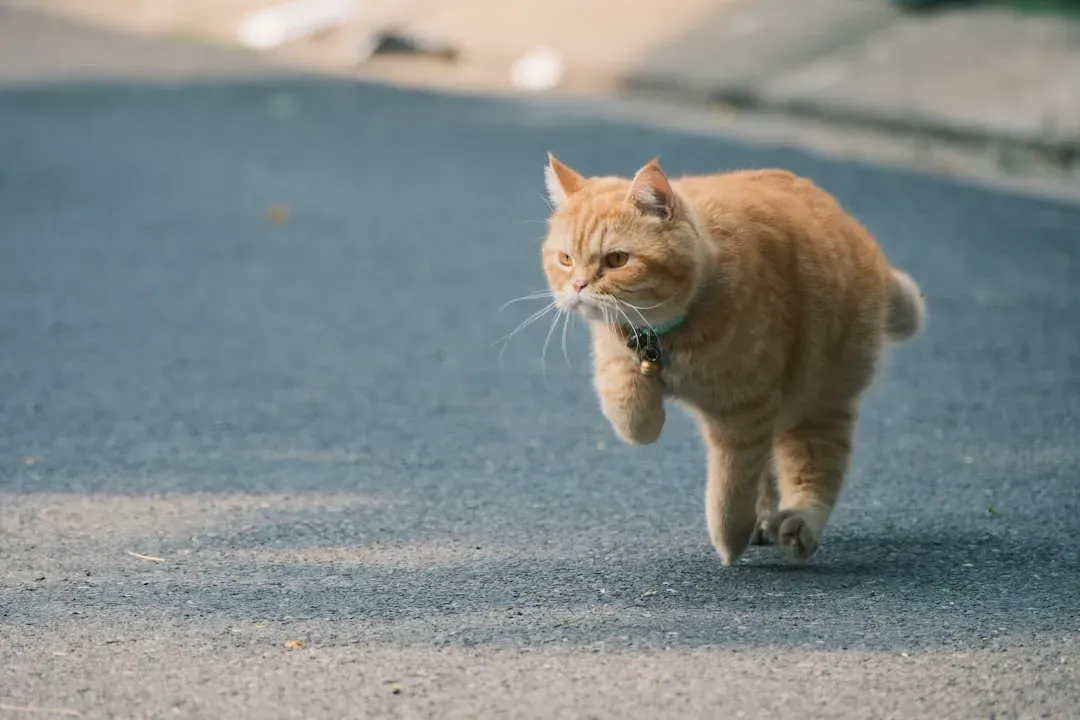 4. Random Zoomies That Look Like Restlessness (Image Credits: Unsplash)