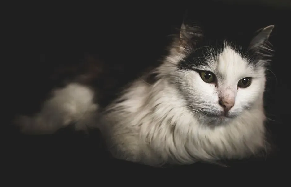#23 Domestic Longhair (Affectionate Lines) (Image Credits: Pexels)