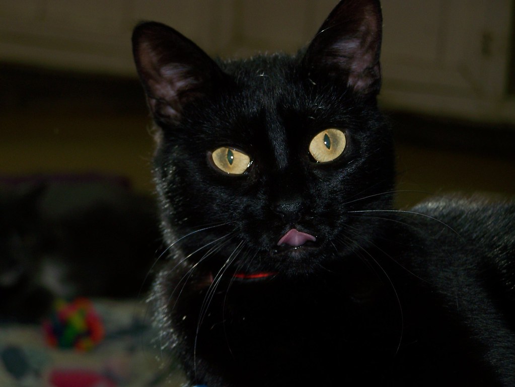 Aquarius: The Unpredictable Comforters (Image Credits: Flickr)