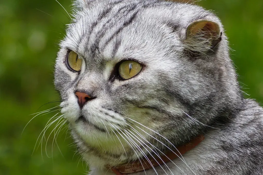 British Shorthair: The Independent Gentle Soul (Image Credits: Flickr)