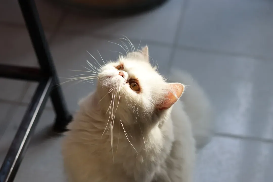 Science Has Actually Studied This Adorable Behavior (Image Credits: Unsplash)