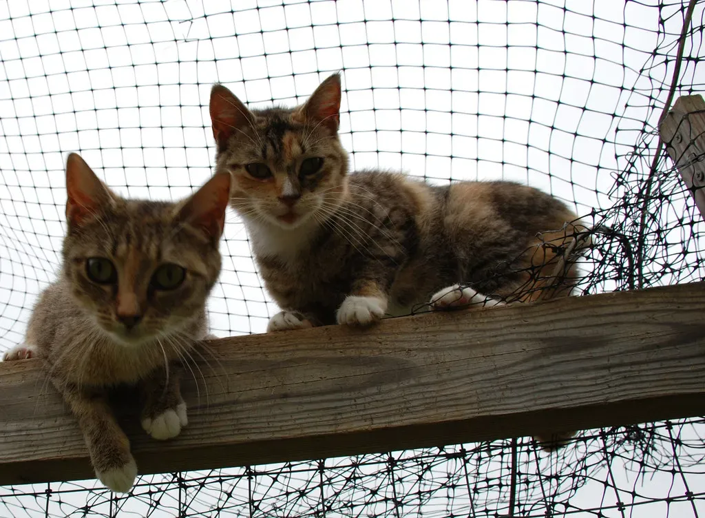 7. Choosing High Perches for Peace of Mind (Image Credits: Flickr)