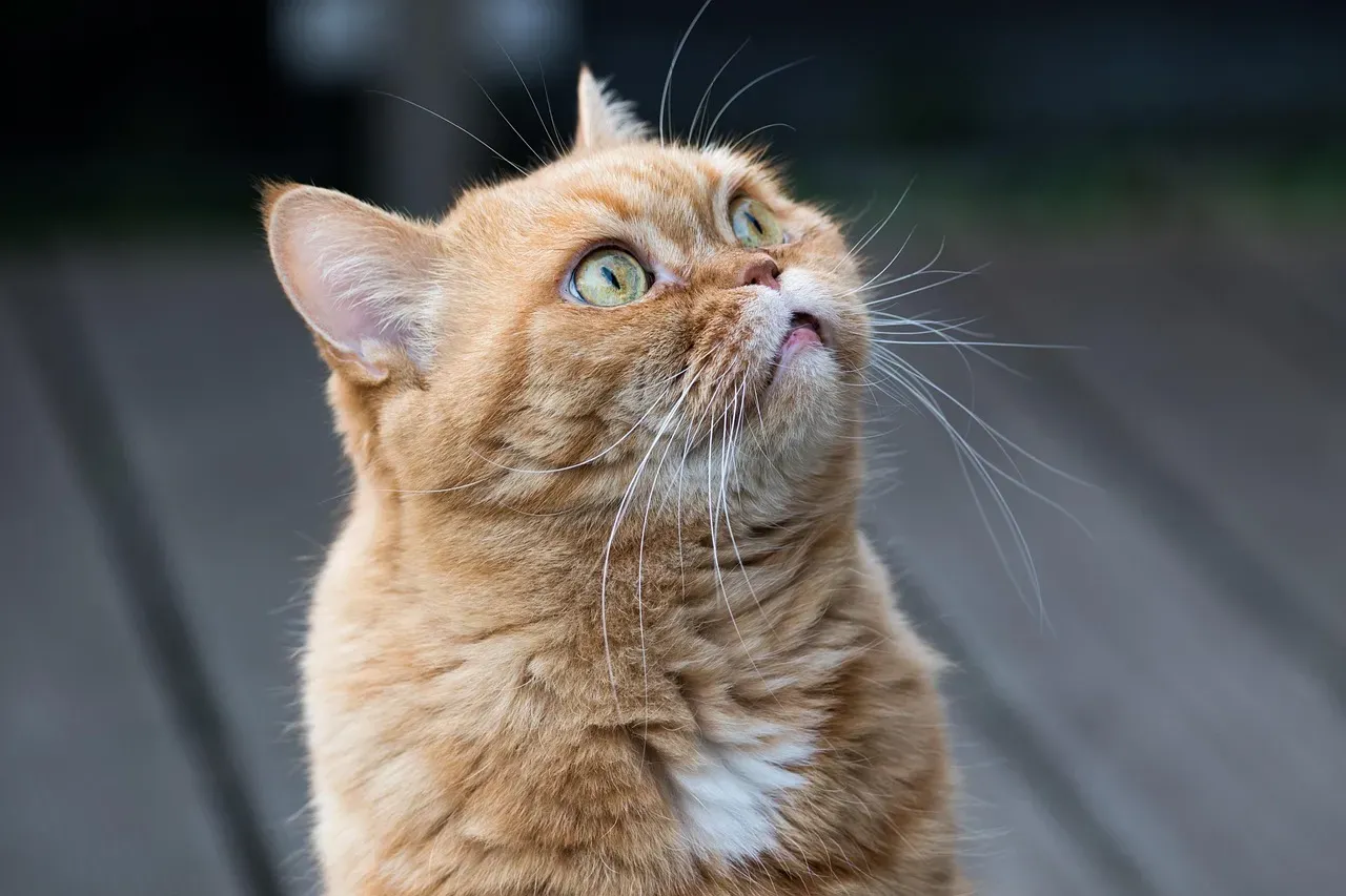 #10 - The Sudden, Intense Eye Contact With You (Image Credits: Pixabay)