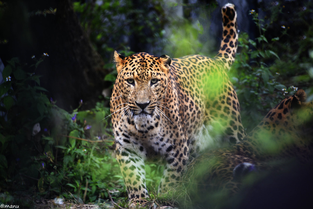 They're the Last Big Cats Standing on Java (Image Credits: Flickr)