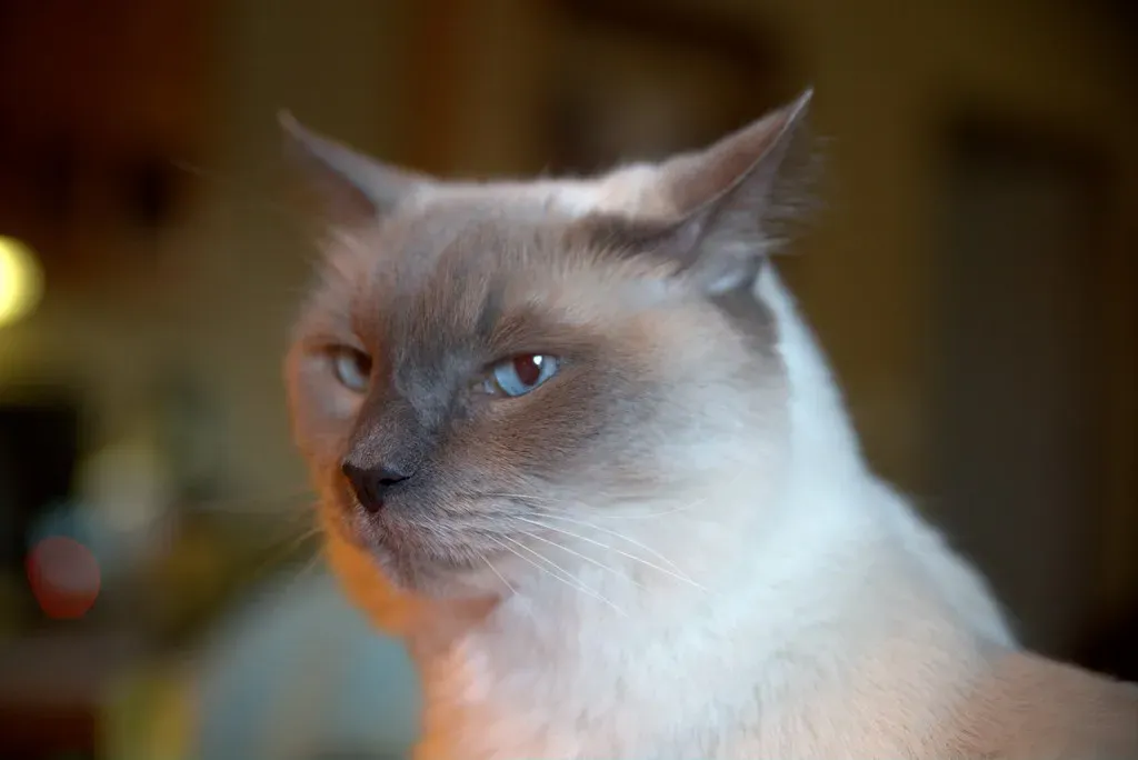 When They Actually Cover Their Ears (Image Credits: Flickr)