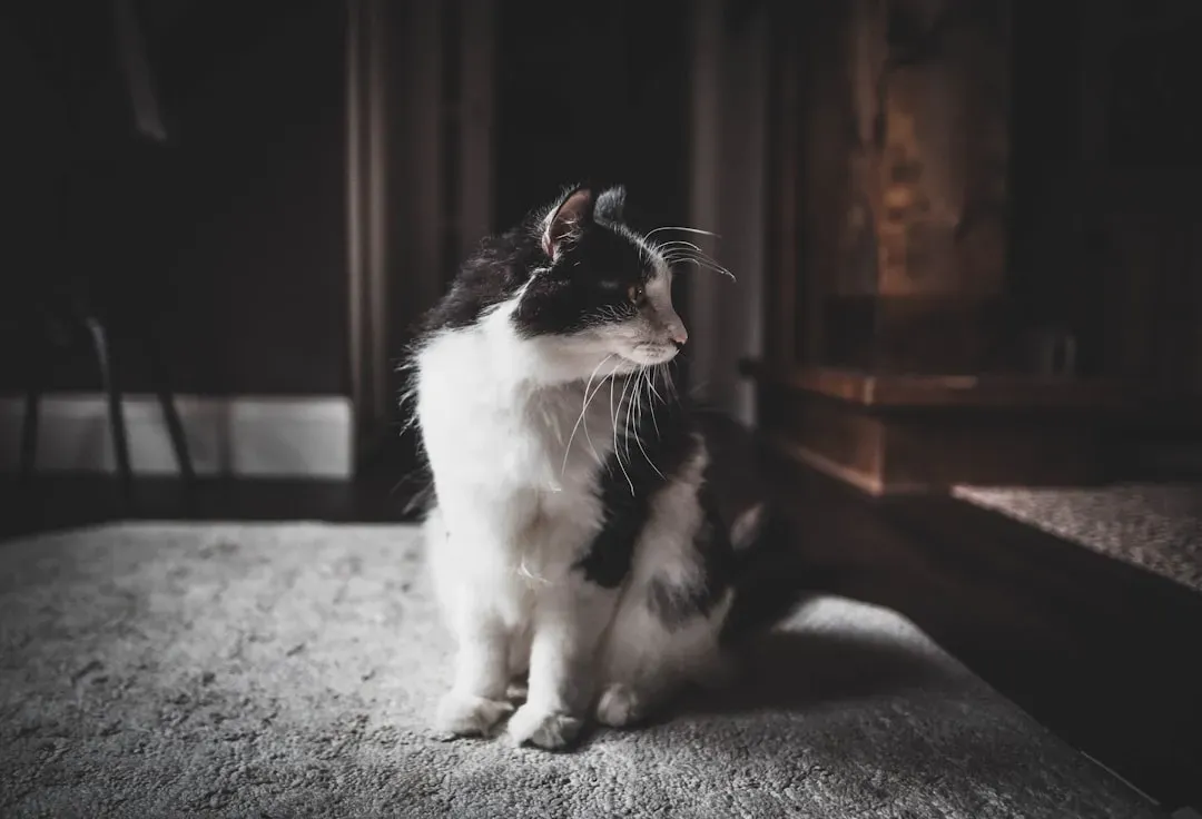 Leo: The Dramatic One Who Needs Validation Through Their Cat (Image Credits: Unsplash)