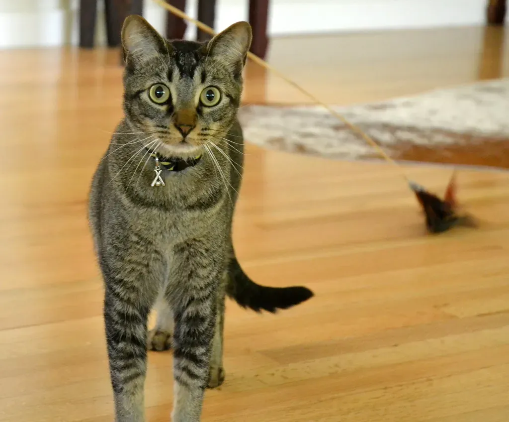 Where Ticks Hide on Your Cat's Body (Image Credits: Flickr)