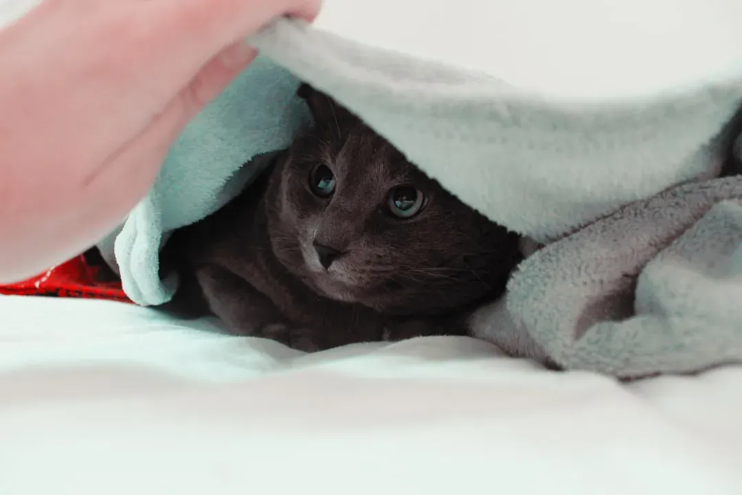 Blankets Tap Into Your Cat's Wild, Primal Nesting Instinct (Image Credits: Unsplash)