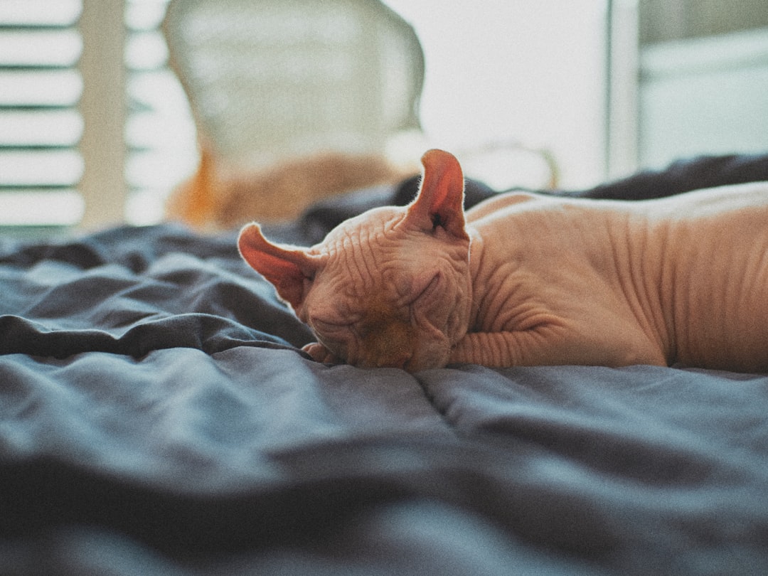 Sphynx Cats (Image Credits: Unsplash)