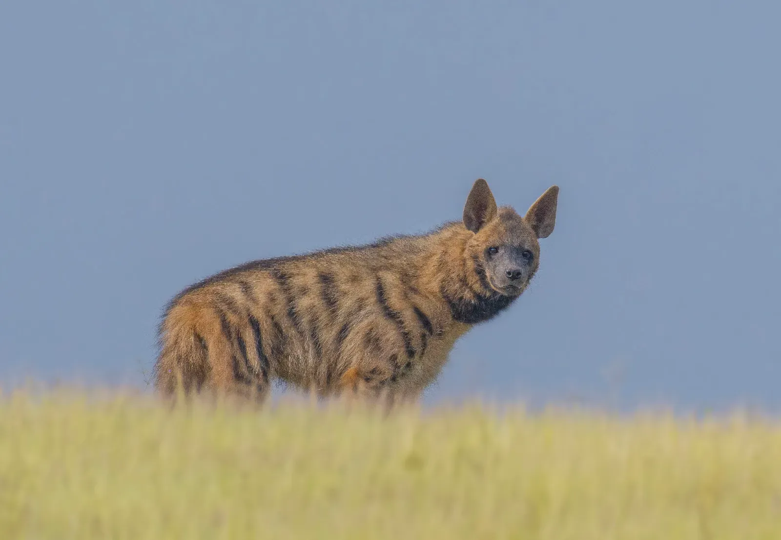 #5 Striped hyenas (By Rushikesh Deshmukh DOP, CC BY-SA 4.0)