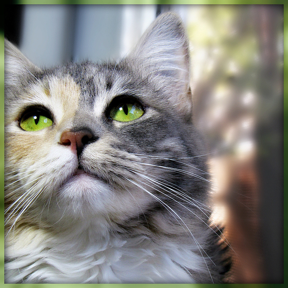 Libra Cats: Harmony-Seeking Mirrors (Image Credits: Flickr)