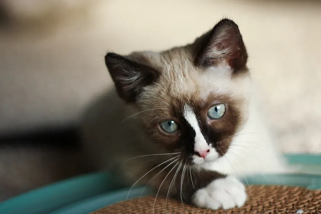 The Science Behind Your Cat's Clever Chaos (Image Credits: Flickr)