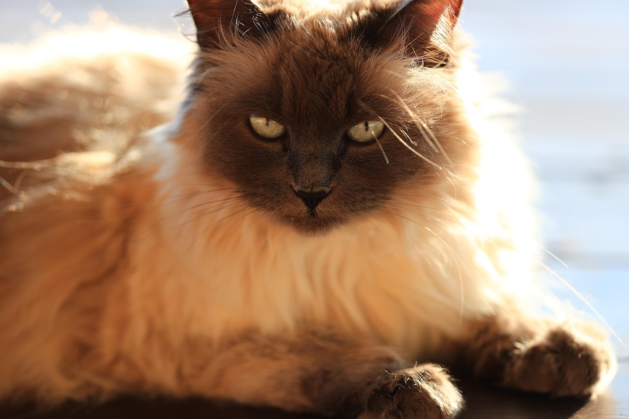 Balinese Cats - The Demanding Conversationalists (Image Credits: Pixabay)
