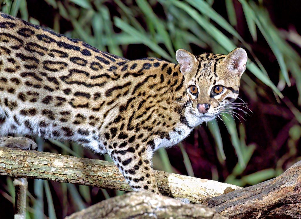 Aquarius: The Ocelot (Image Credits: Flickr)