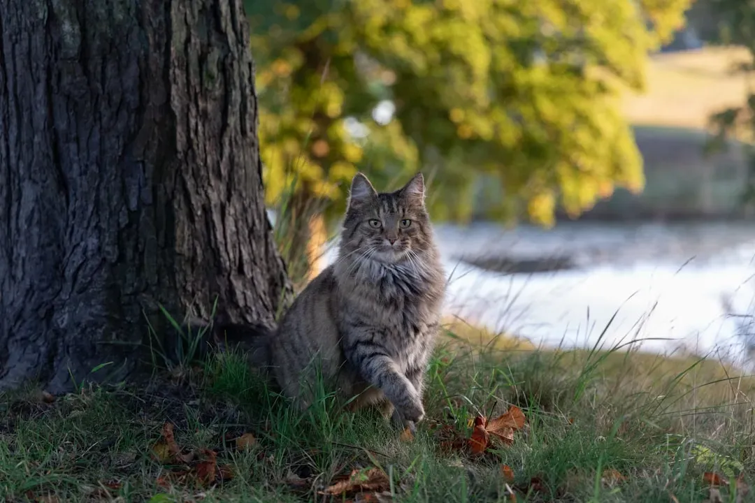 #12 - Norwegian Forest Cat: The Calm, Loyal Homebody (Image Credits: Unsplash)
